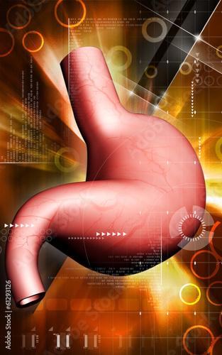 Illustration: Stomach Stomach