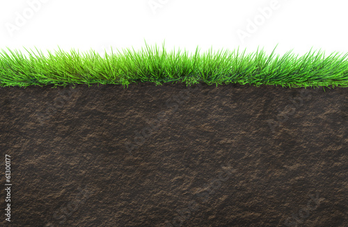 Photo: grass and soil grass and soil