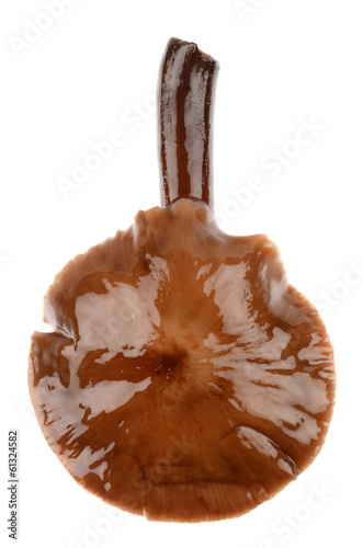 Photo: marinated mushroom marinated mushroom