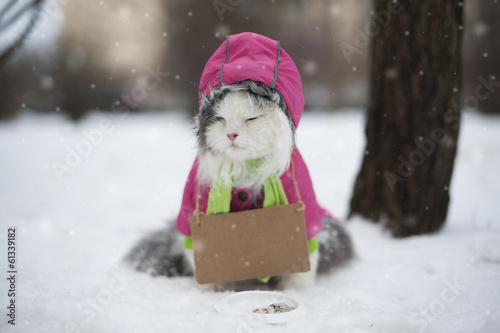 Photo: Cat asks for help in winter Cat asks for help in winter