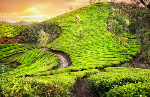 Photo: Tea plantations in India Tea plantations in India