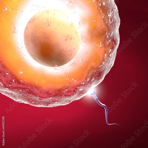 Illustration: Concepimento ovulo e spermatozoo Concepimento ovulo e spermatozoo