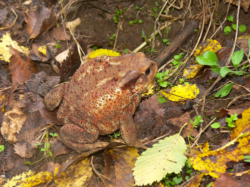 Photo: rospo comune (Bufo bufo) rospo comune (Bufo bufo)