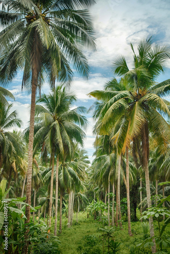 Coconut jungle