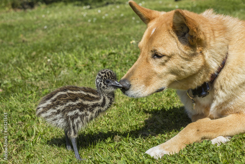 Photo: Young Emu Chick with Cute Dog Together Young Emu Chick with Cute Dog Together