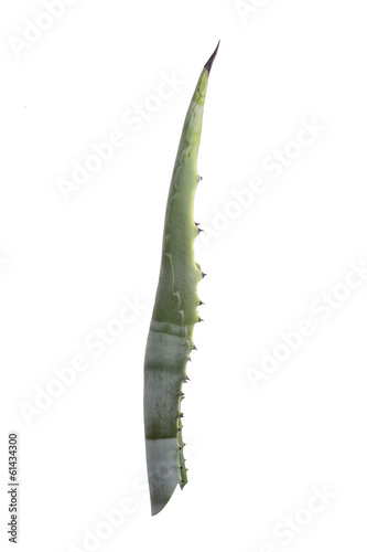 Photo: agave leaf agave leaf