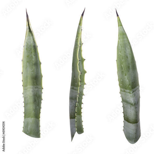 Photo: agave leaf agave leaf