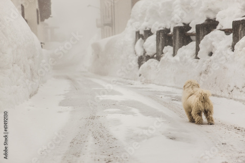 Photo: Cane sulla neve in attesa del padrone Cane sulla neve in attesa del padrone