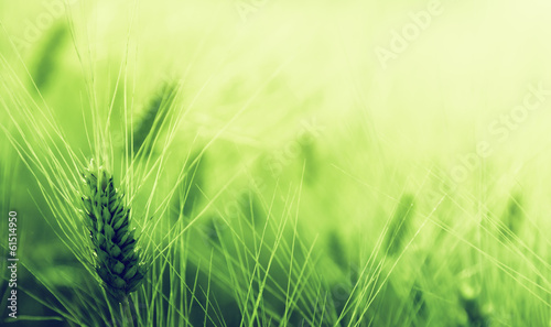 Photo: green wheat field green wheat field
