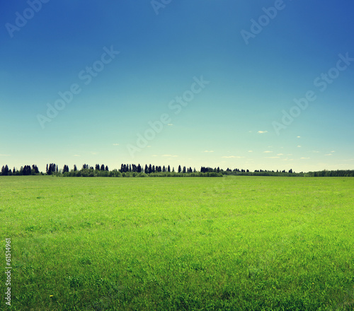 Photo: field of spring grass and forest field of spring grass and forest
