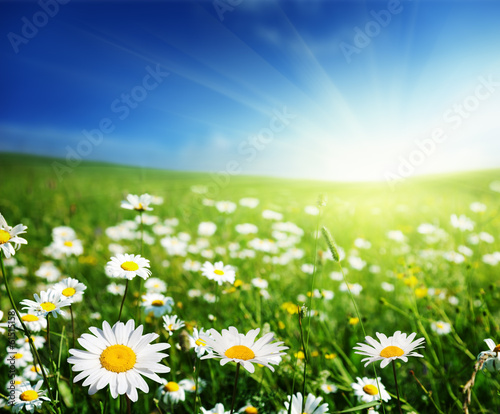 Photo: field of daisy flowers field of daisy flowers