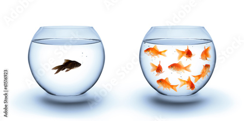 Photo: fish in solitude - diversity concept, racism and isolation fish in solitude - diversity concept, racism and isolation