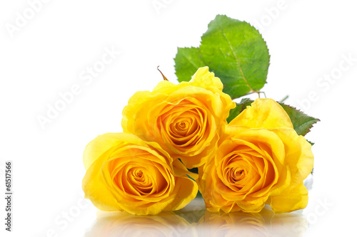 Photo: yellow roses yellow roses