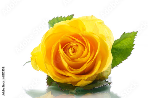 Photo: yellow rose yellow rose