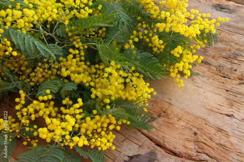 Photo: Mimose simbolo otto marzo giornata internazionale della donna Mimose simbolo otto marzo giornata internazionale della donna