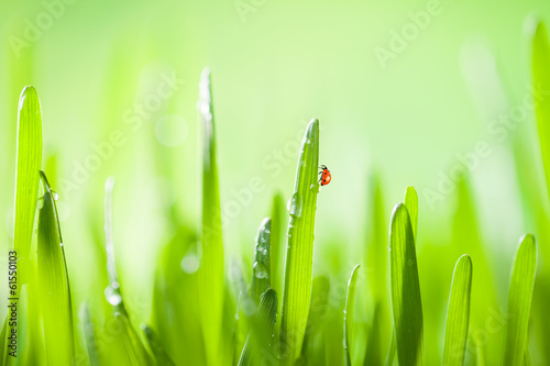 Photo: Detail of grass Detail of grass