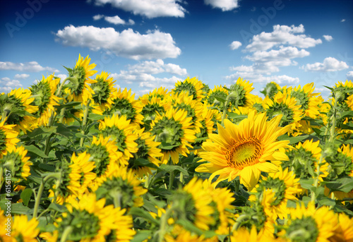 Photo: sunflower field sunflower field
