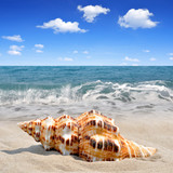 Conch shell on beach