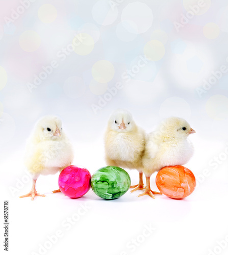 Photo: Ostereier und Küken Ostereier und Küken