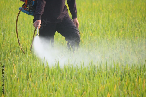 Photo: farmer spraying pesticide in the rice field farmer spraying pesticide in the rice field