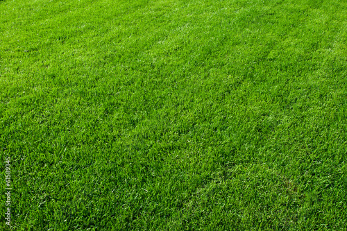 Photo: Green grass Green grass