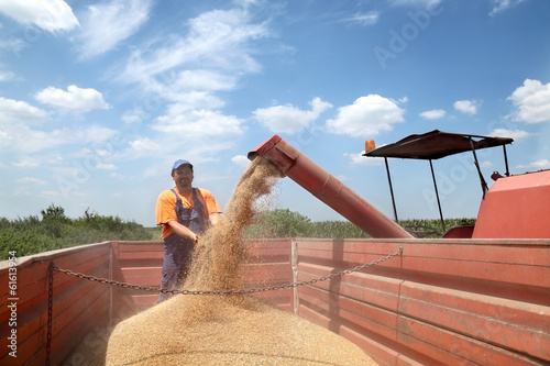 Photo: Agriculture, wheat harvesting peasant crop and combine Agriculture, wheat harvesting peasant crop and combine