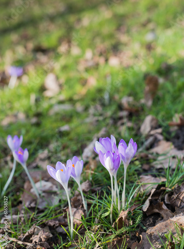 Photo: Lilac flowering crocuses in wild nature Lilac flowering crocuses in wild nature