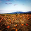 Pumpkin patch in mountains Pumpkin patch in mountains