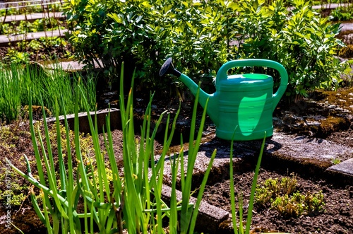 Photo: Green watering can and vegetables in the garden. Green watering can and vegetables in the garden.