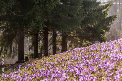 Photo: crocus crocus