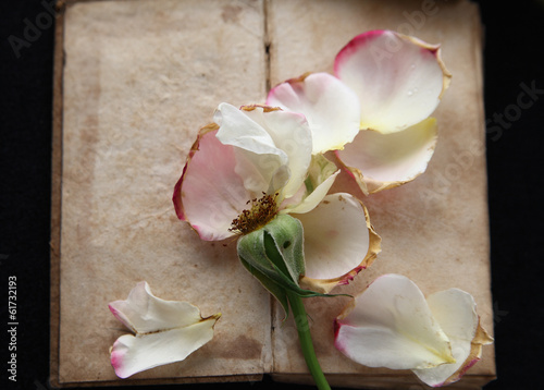 Photo: Vintage book with fallen rose petals Vintage book with fallen rose petals