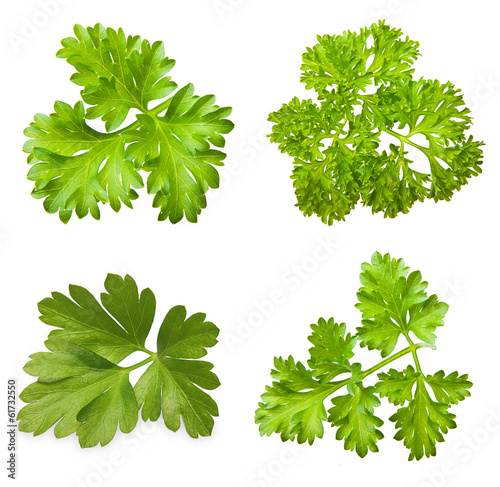 Photo: Parsley herb isolated on white background. Parsley herb isolated on white background.
