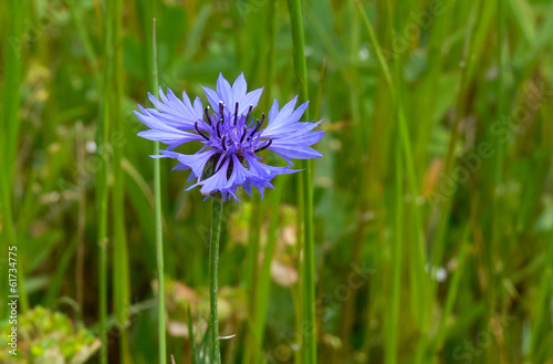 Photo: fiordaliso (Centaurea cyanus) fiordaliso (Centaurea cyanus)