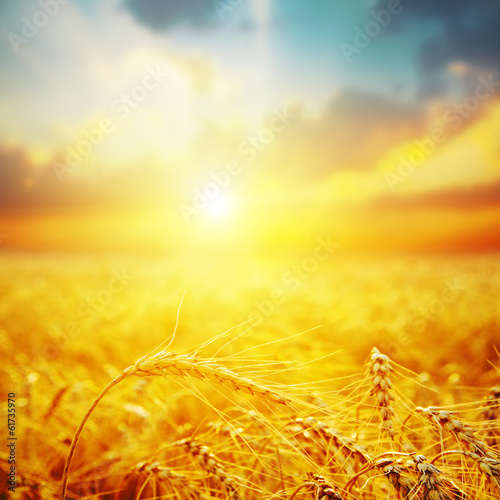 Photo: golden harvest in sunset golden harvest in sunset