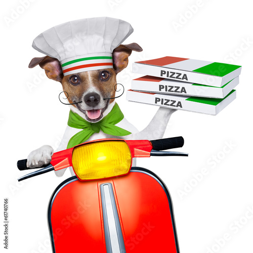 Photo: pizza delivery dog pizza delivery dog