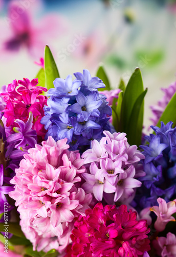 Photo: Multicolored hyacinths Multicolored hyacinths