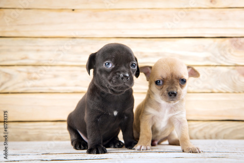 Photo: chihuahua puppies chihuahua puppies