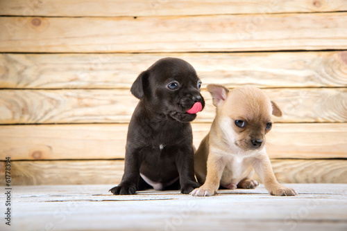Photo: chihuahua puppies chihuahua puppies