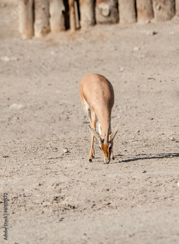 Photo: Dorcas Gazelle Eating Dorcas Gazelle Eating