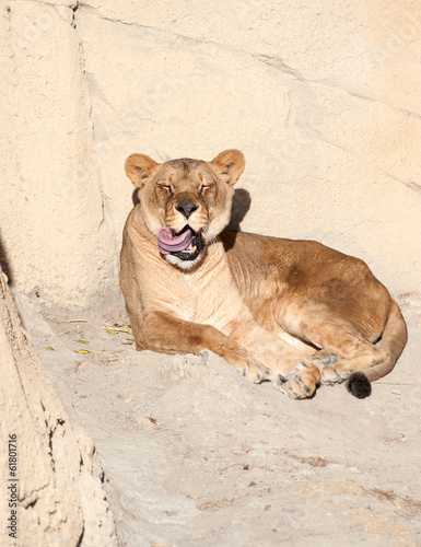 Photo: Female Lion Sunbathing Female Lion Sunbathing