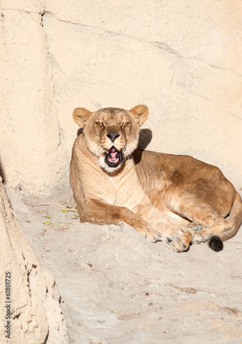 Photo: Female Lion Sunbathing Female Lion Sunbathing