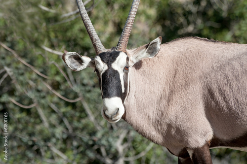 Photo: Scimitar Horned Oryx Scimitar Horned Oryx