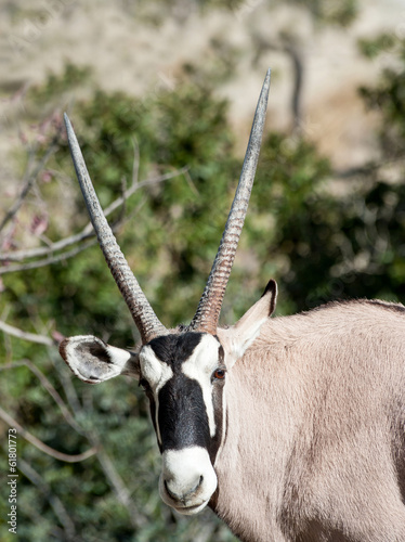 Photo: Scimitar Horned Oryx Scimitar Horned Oryx