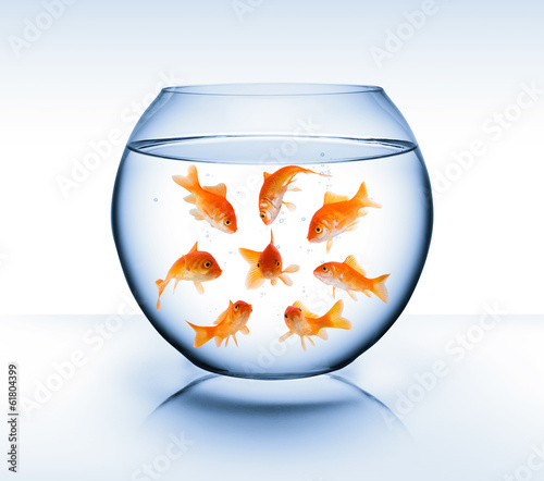 Photo: goldfish - diversity concept, bullying and isolation goldfish - diversity concept, bullying and isolation