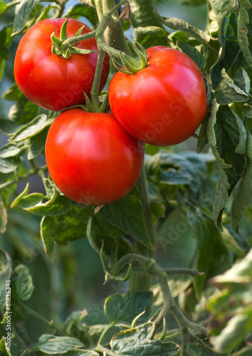 Photo: RIpe tomatoes RIpe tomatoes