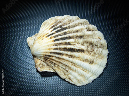 Photo: Seashell Seashell