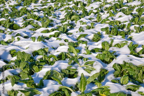 Photo: beet field covered with snow beet field covered with snow