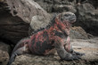 iguana galapagosg iguana galapagosg