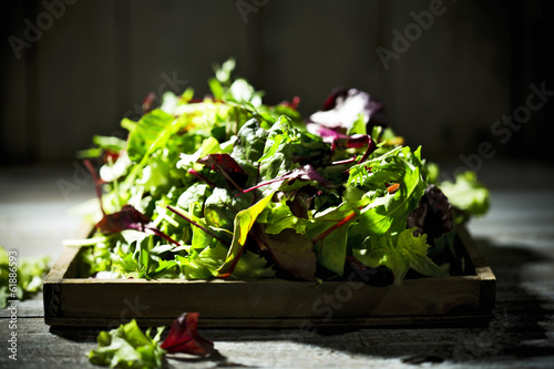 Photo: gemischter Salat, Blattsalat, Lollo Rosso, Radiccio Rosso, Rucol gemischter Salat, Blattsalat, Lollo Rosso, Radiccio Rosso, Rucol
