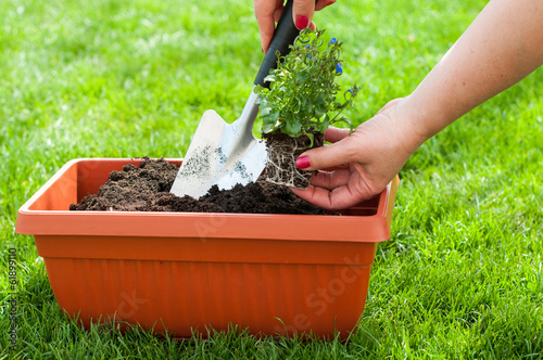 Photo: Gardening Gardening